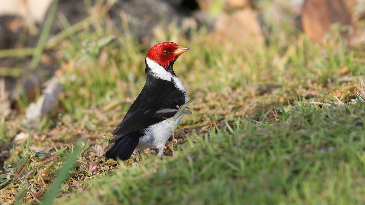 Yellow-billed Cardinal - ML20843701