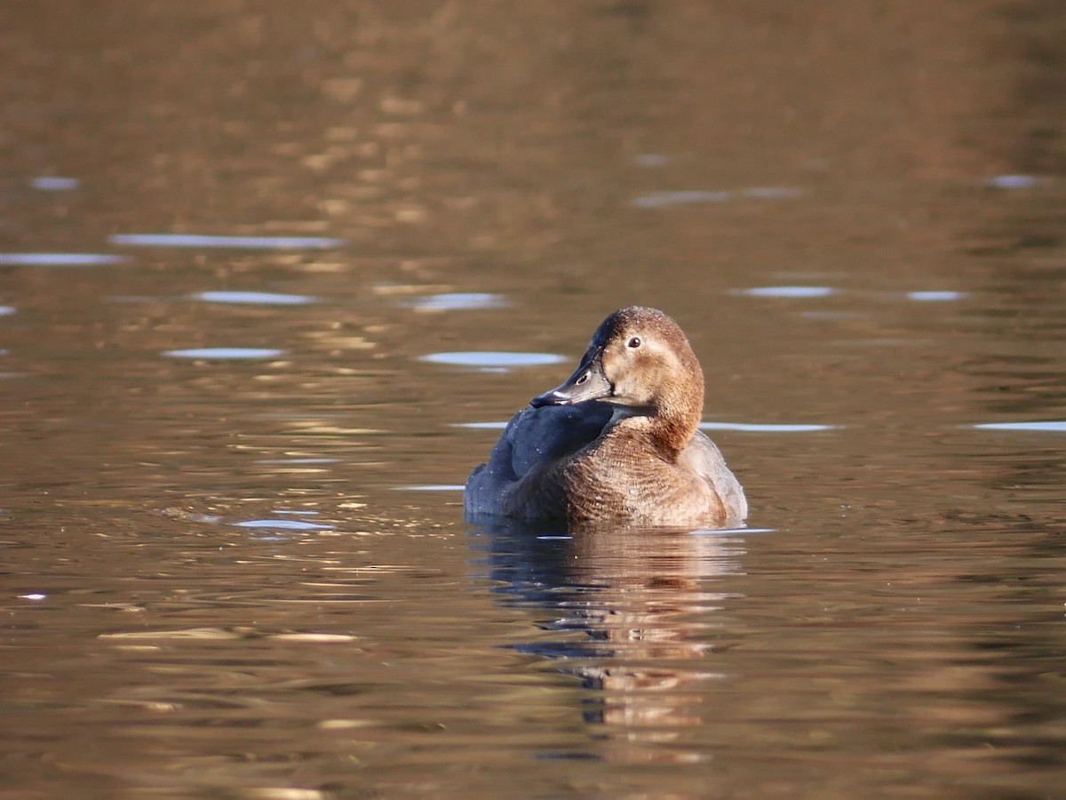 Common Pochard - Alexis Tinker-Tsavalas