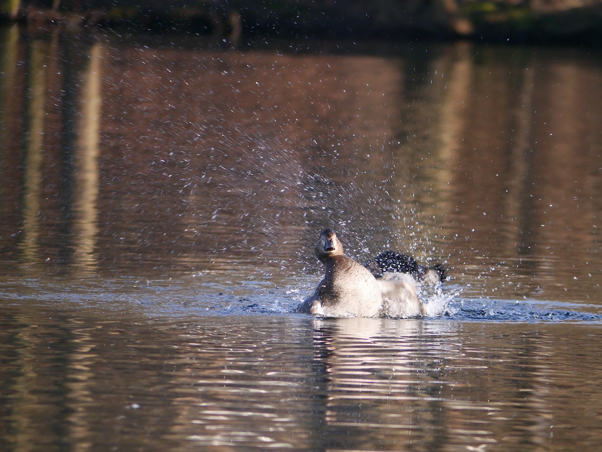 Common Pochard - ML208439711