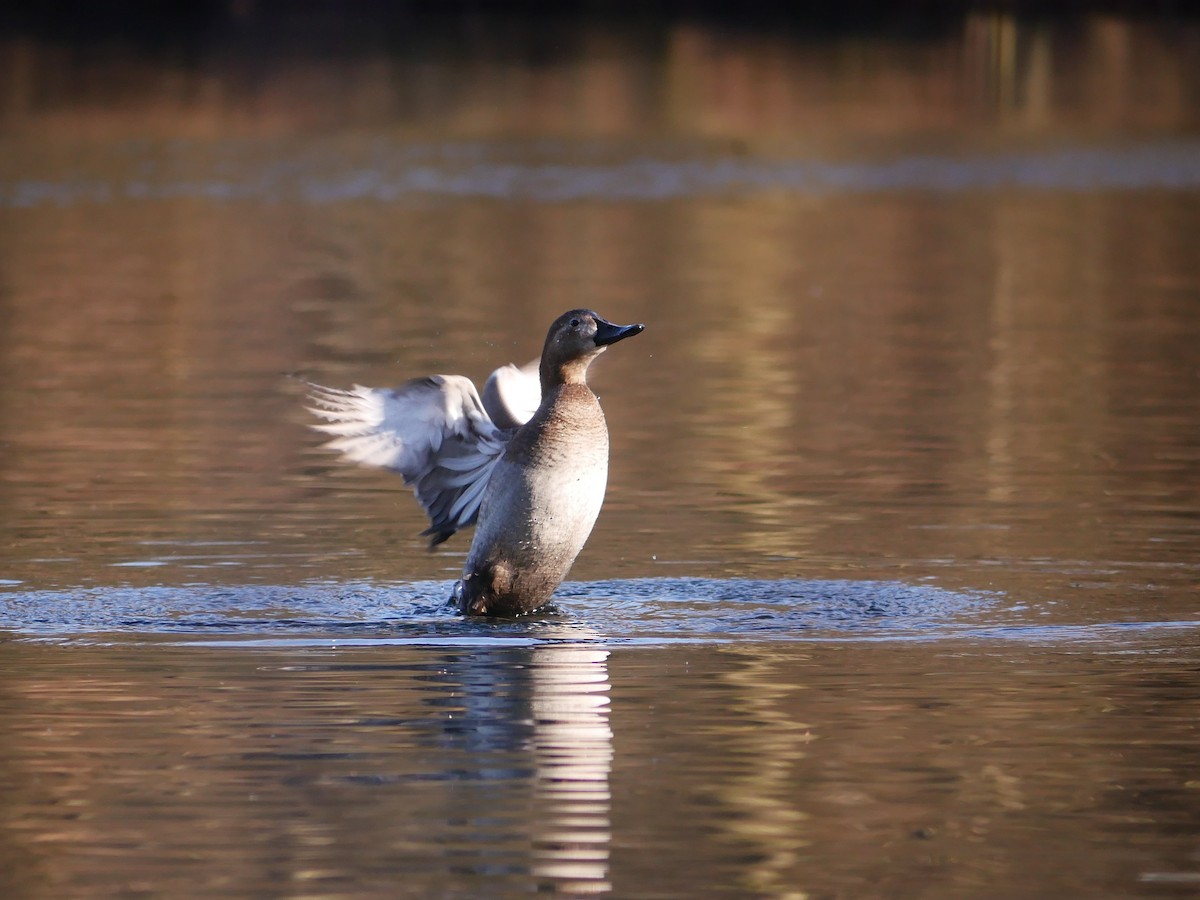 Common Pochard - ML208439771