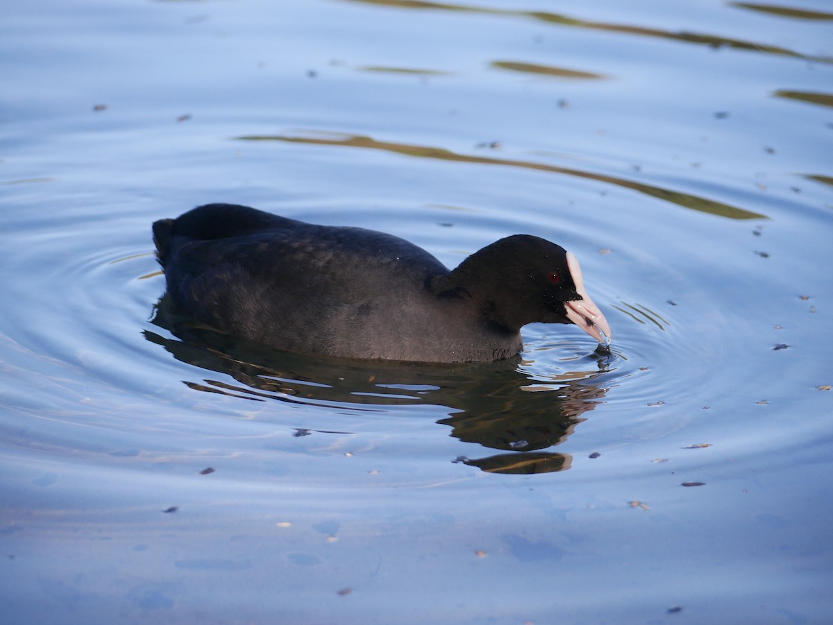 Eurasian Coot - Alexis Tinker-Tsavalas