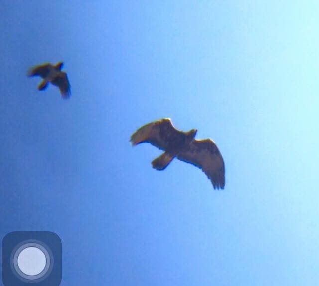 Golden Eagle - ML208440301