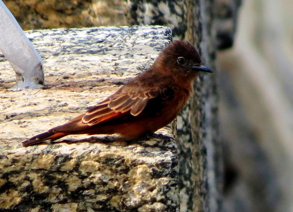Cliff Flycatcher - Elby Anderson A Silva