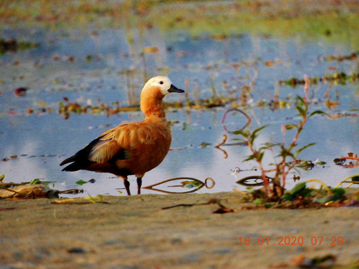 Ruddy Shelduck - ML208442241