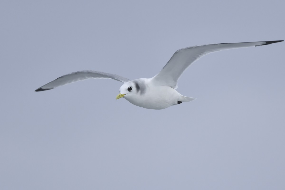 Mouette tridactyle - ML208442341