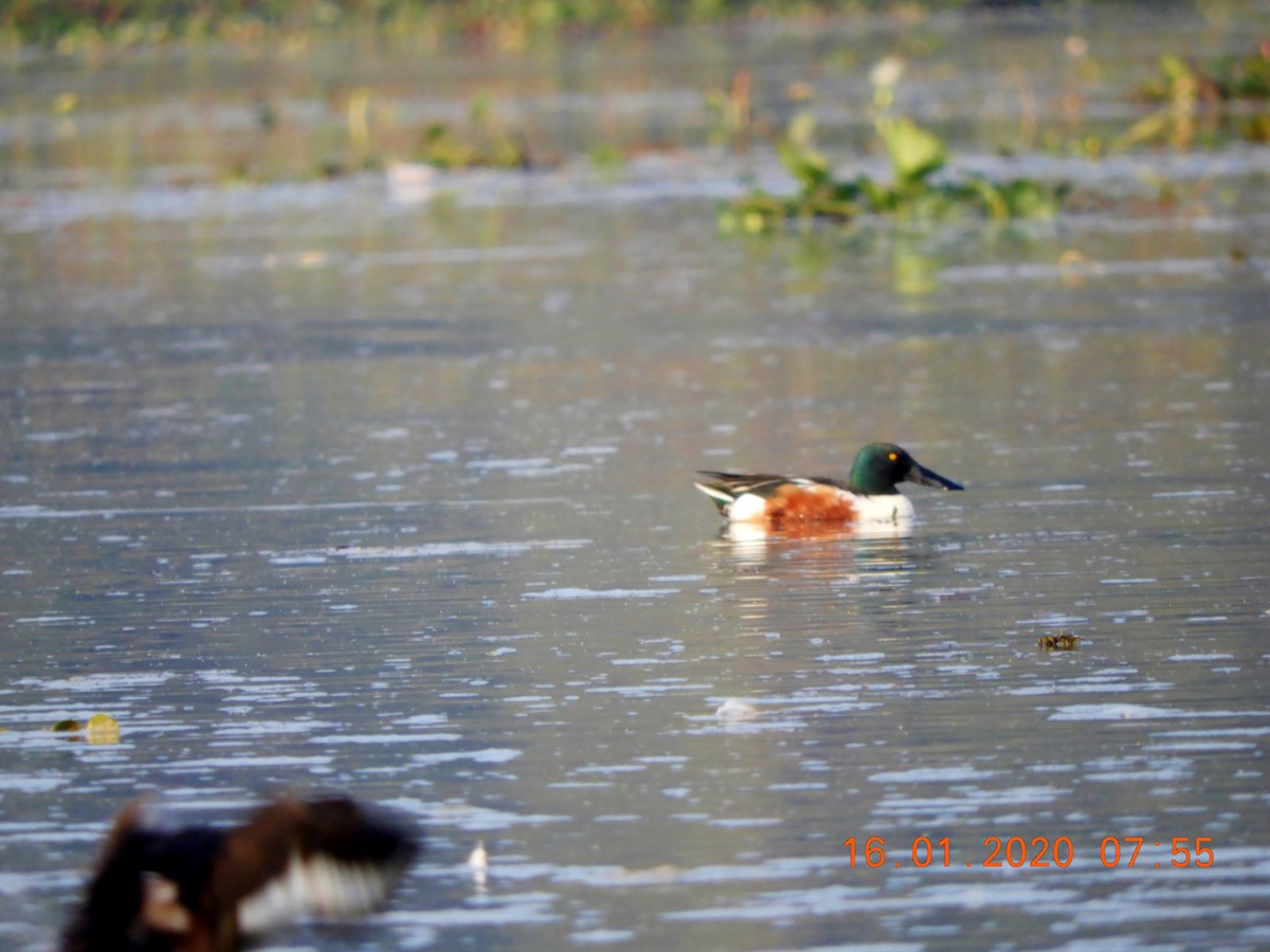 Northern Shoveler - ML208442451