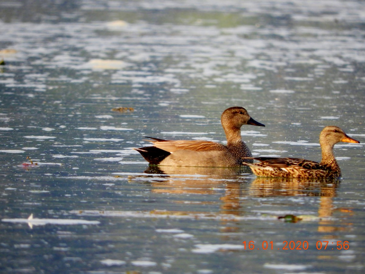 Gadwall - ML208442651