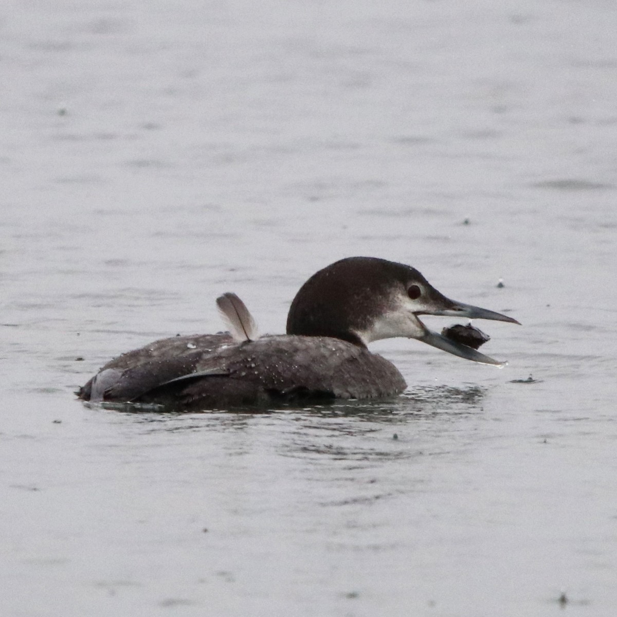 Common Loon - Jennifer Hoffman