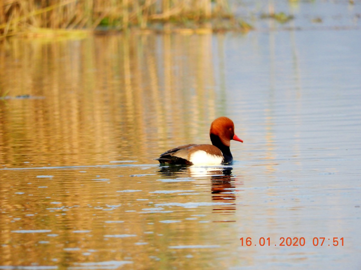 Red-crested Pochard - ML208442841