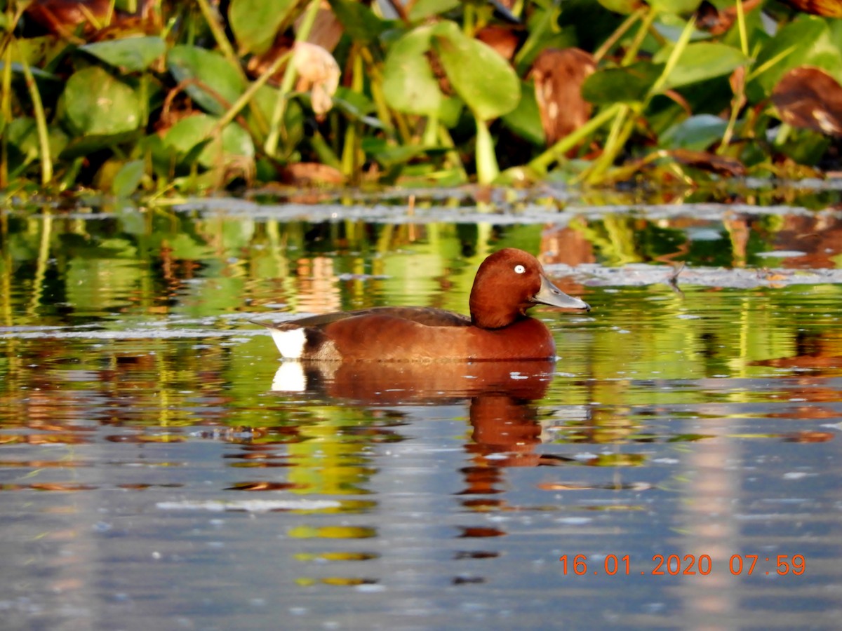 Ferruginous Duck - ML208442931