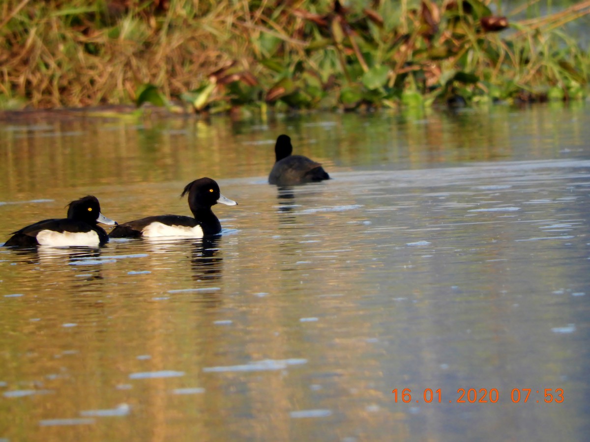 Tufted Duck - ML208443101