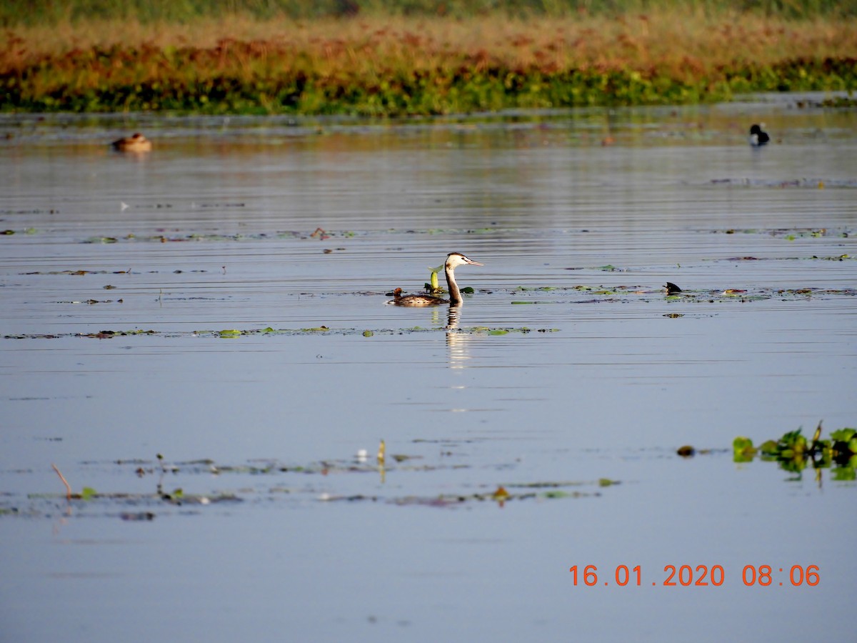 Great Crested Grebe - ML208443281