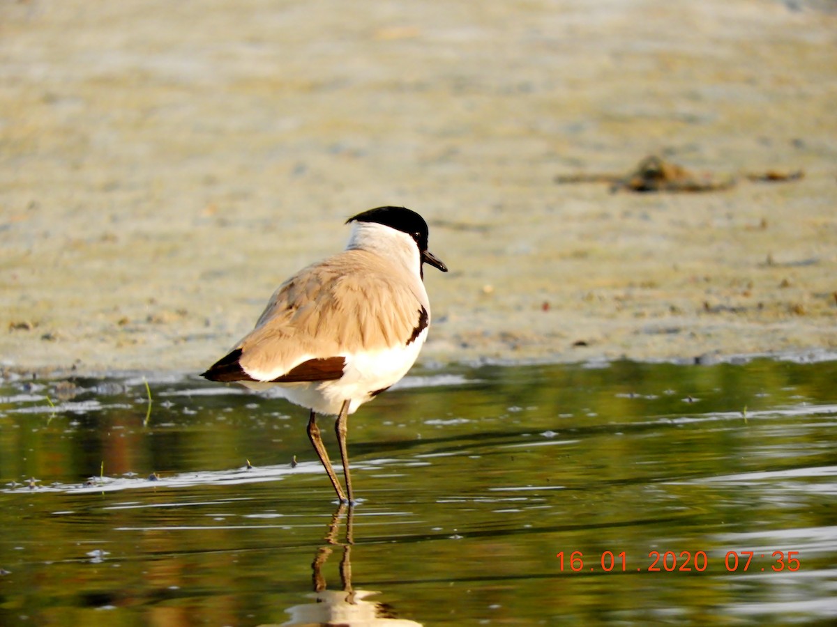 River Lapwing - ML208443551