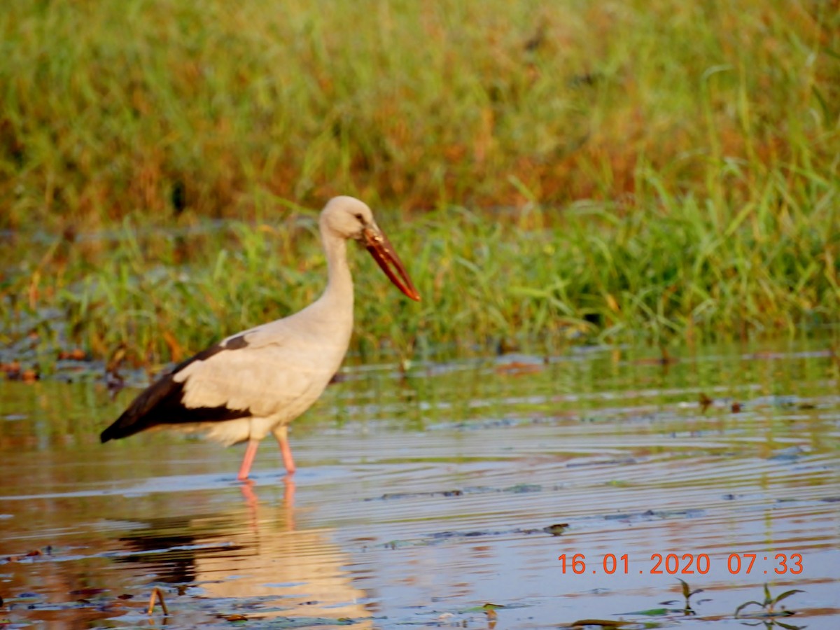 Asian Openbill - ML208443691