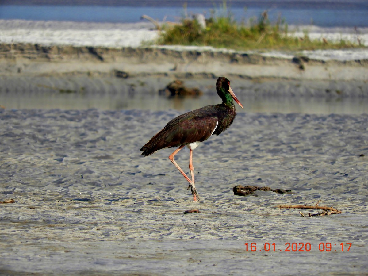 Black Stork - ML208443801