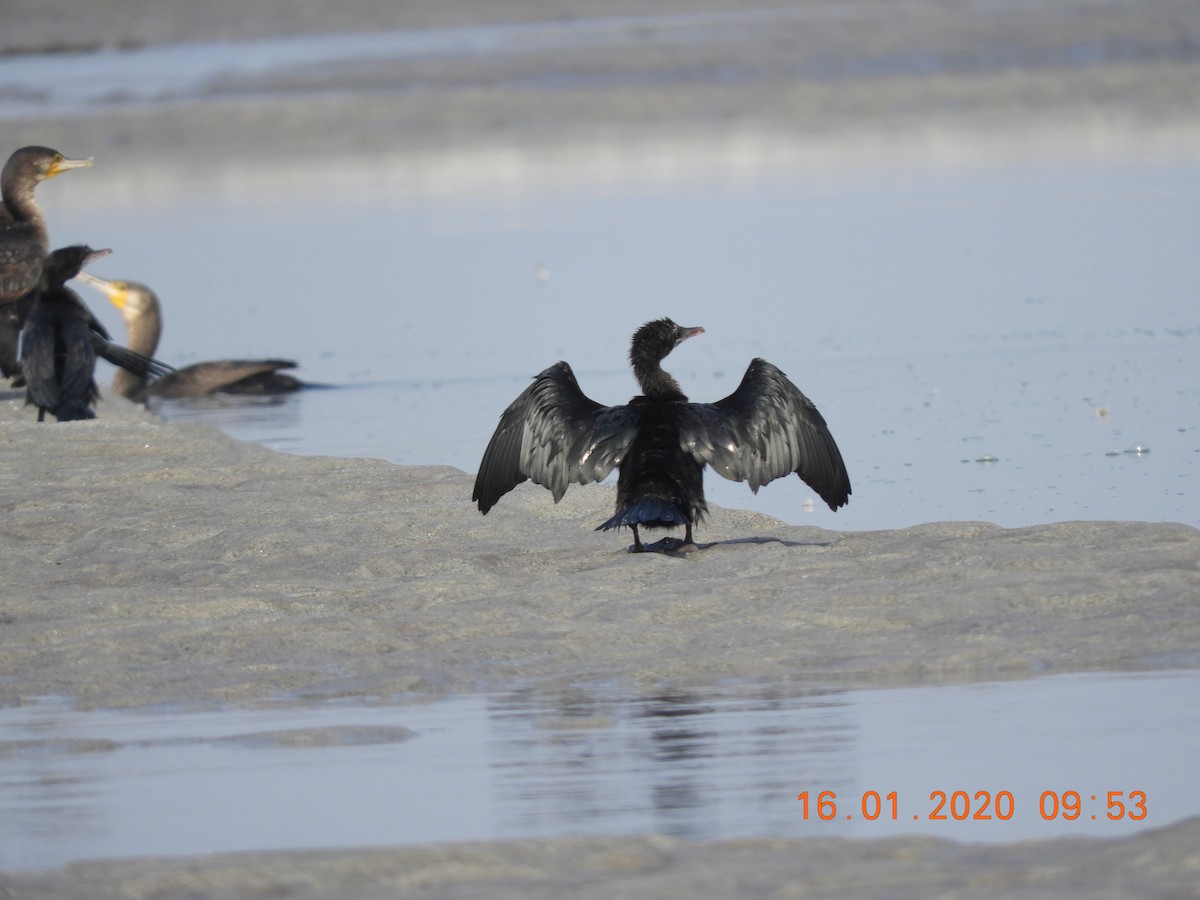 Cormorán de Java - ML208444011