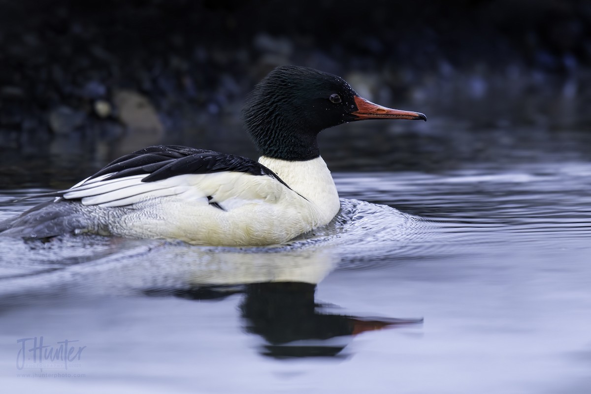 Common Merganser - ML208444141
