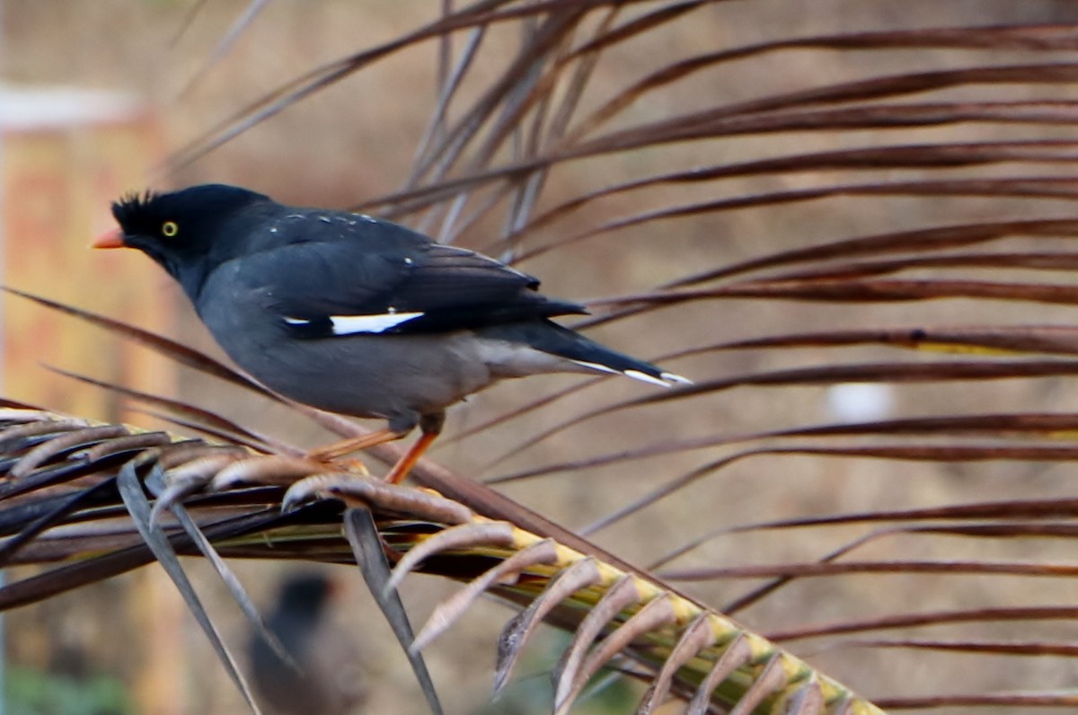 Jungle Myna - ML208444631