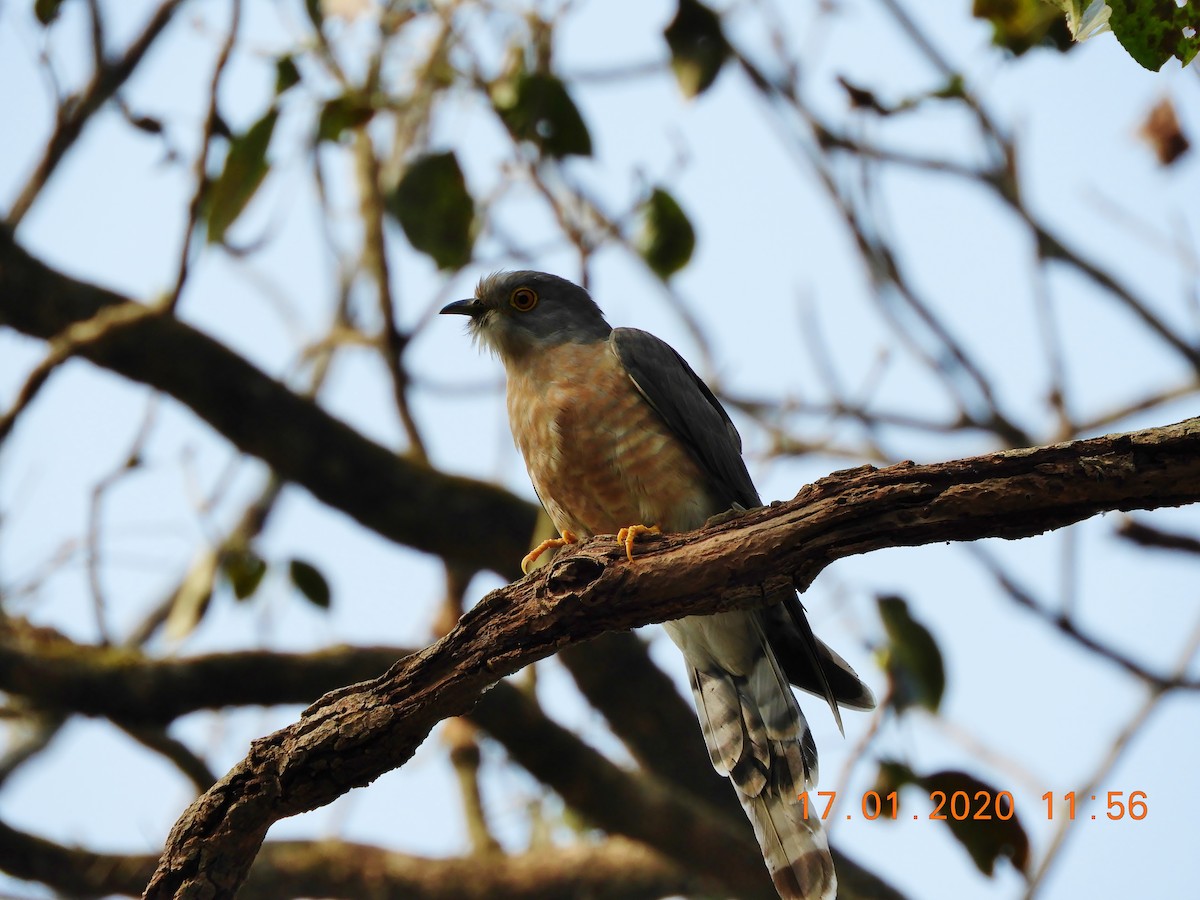 Common Hawk-Cuckoo - Purnendubikas  Saha