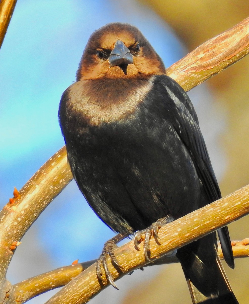 Brown-headed Cowbird - ML208445651