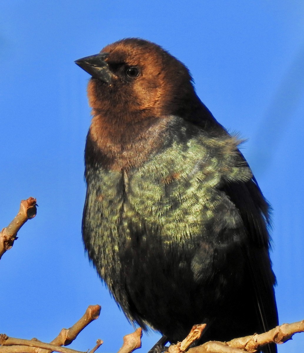 Brown-headed Cowbird - ML208445661