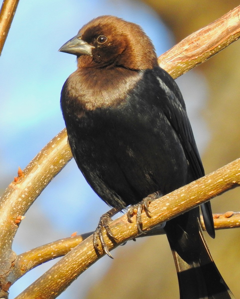 Brown-headed Cowbird - ML208445681