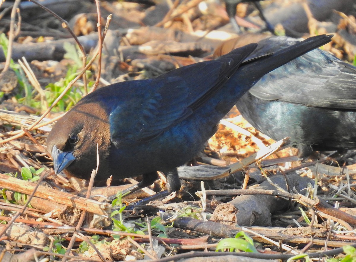 Brown-headed Cowbird - ML208445731