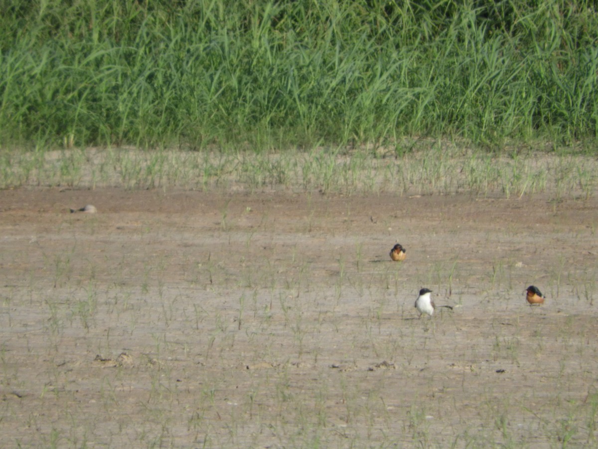 Barn Swallow - ML208446021