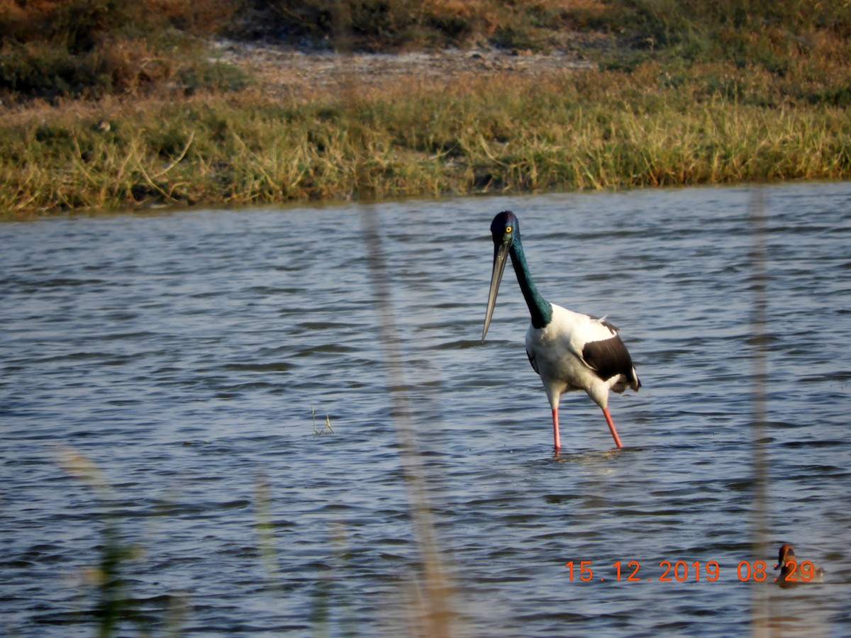 Black-necked Stork - ML208447691