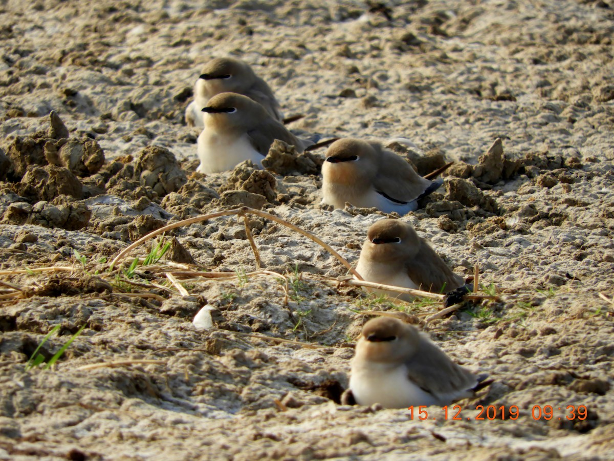 Small Pratincole - ML208447751