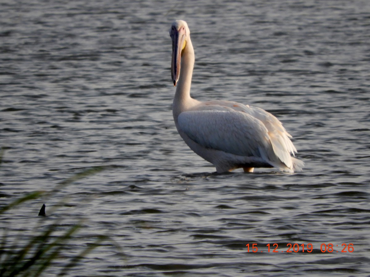 Great White Pelican - ML208447861