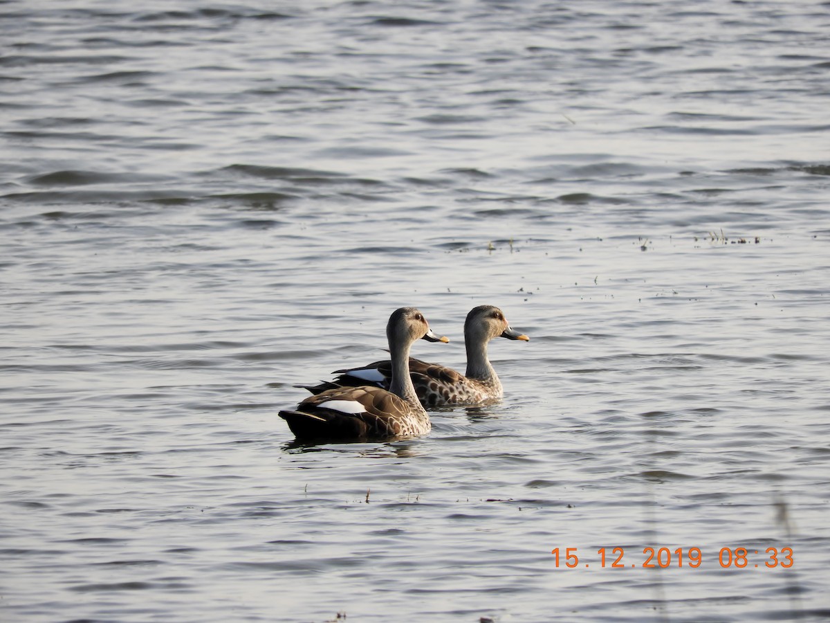 Canard à bec tacheté - ML208448091