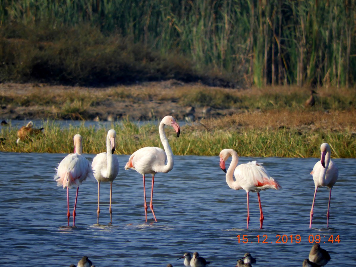 Greater Flamingo - ML208448201