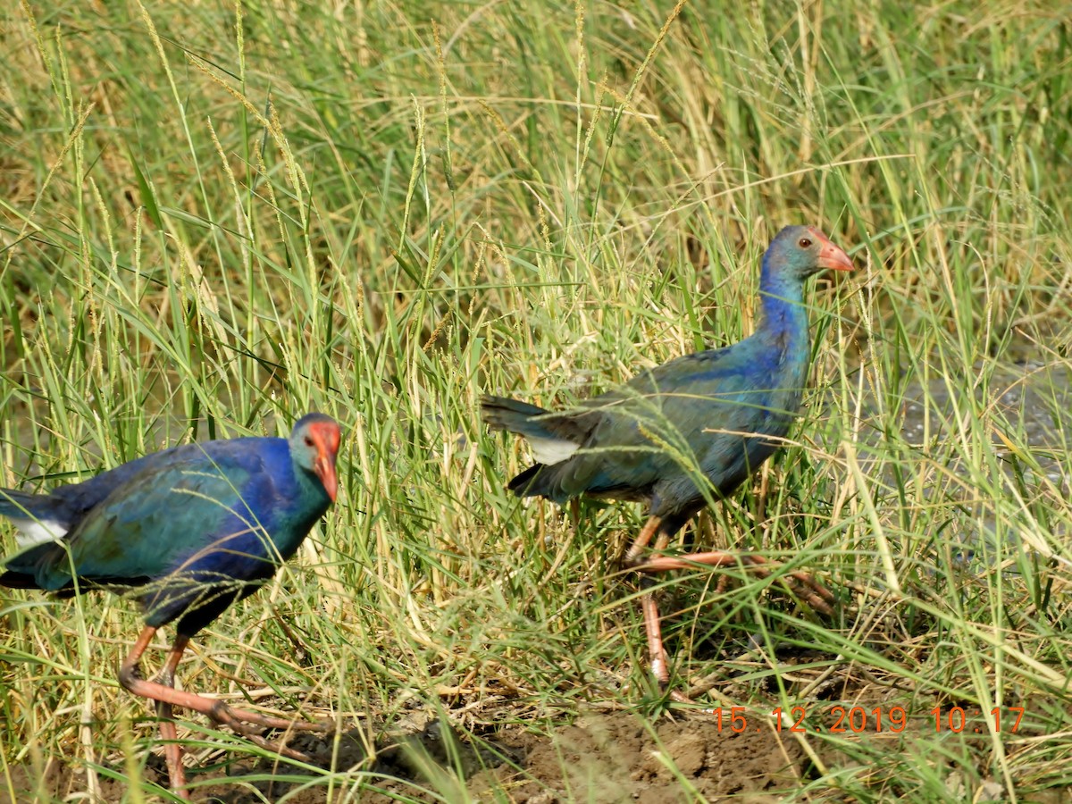 Gray-headed Swamphen - ML208448331