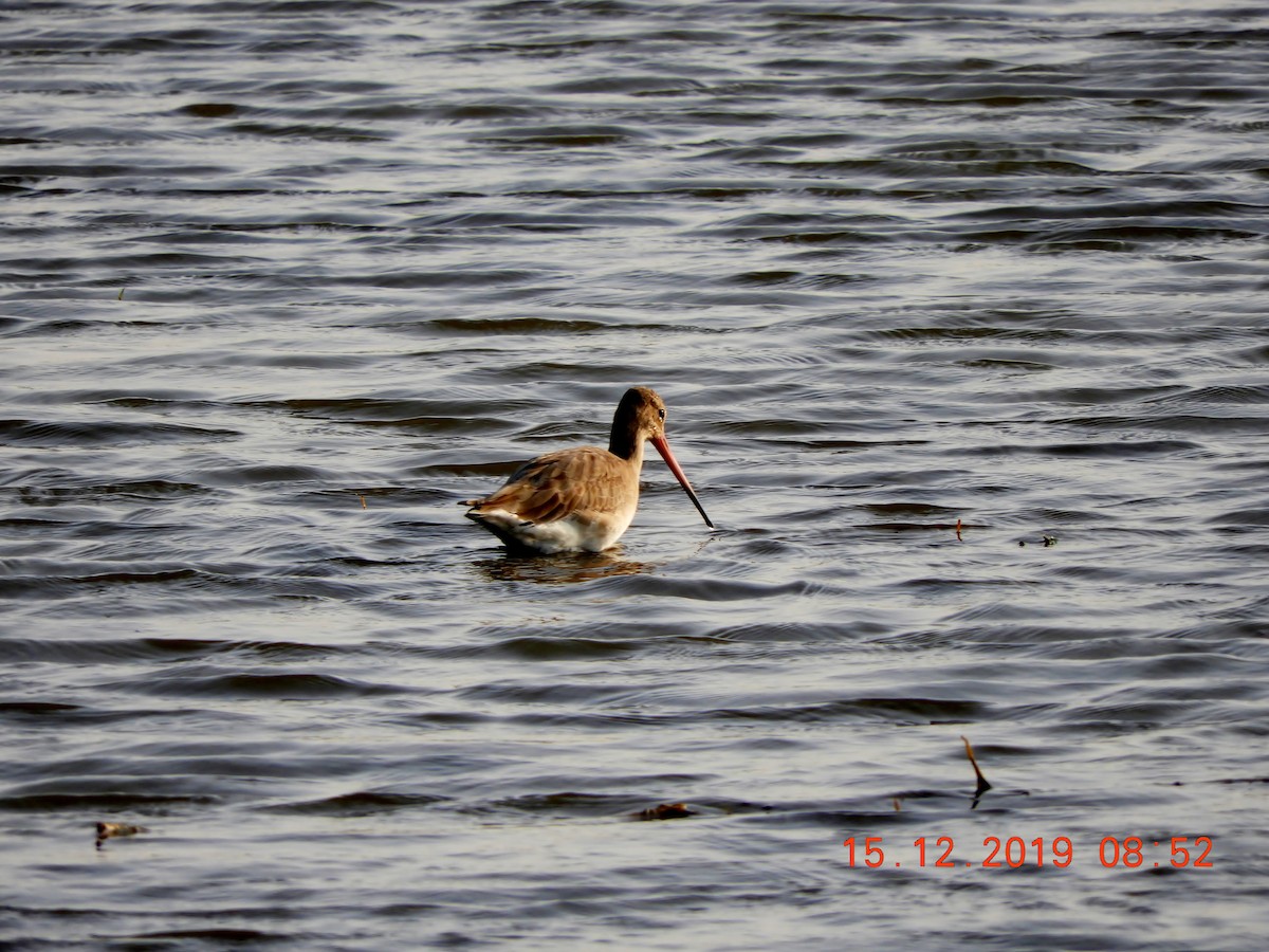 Black-tailed Godwit - ML208448491