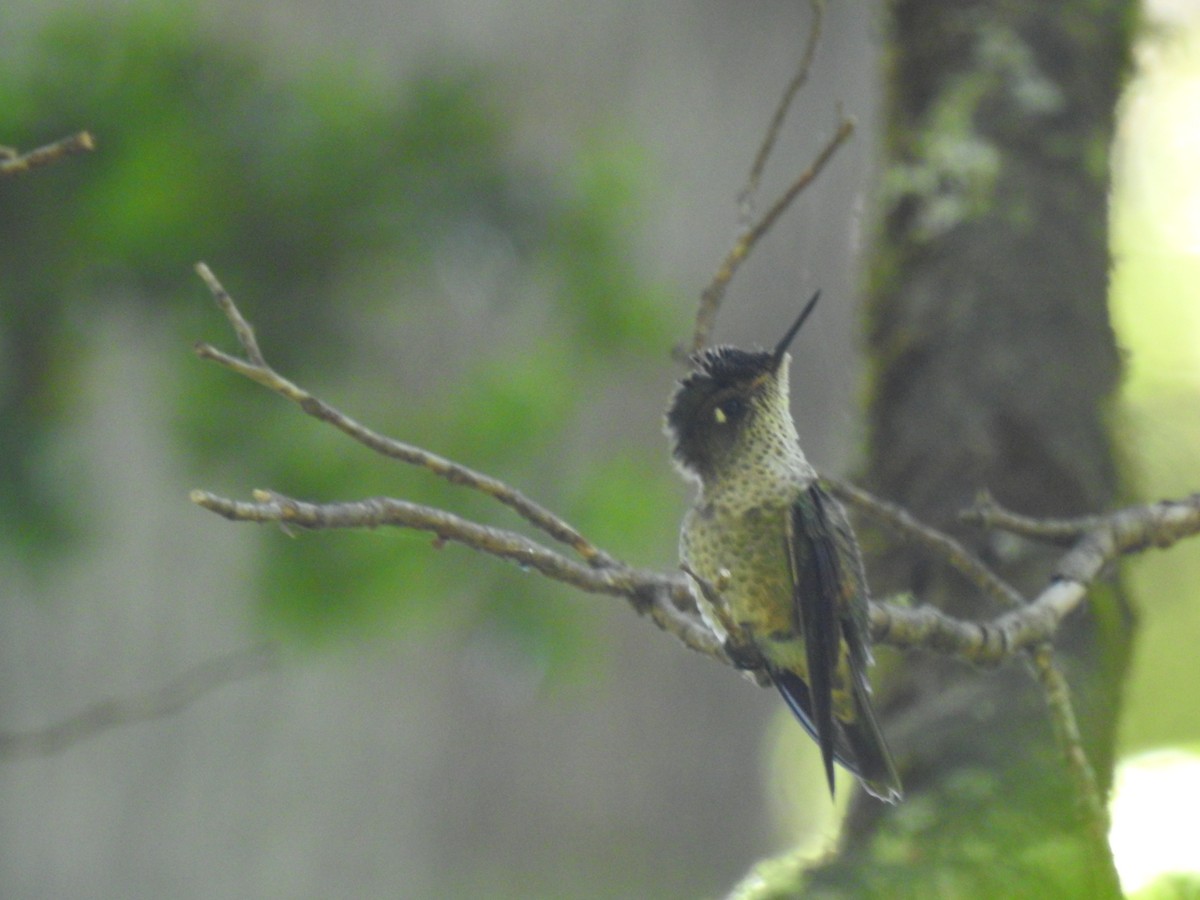 Green-backed Firecrown - ML208448571