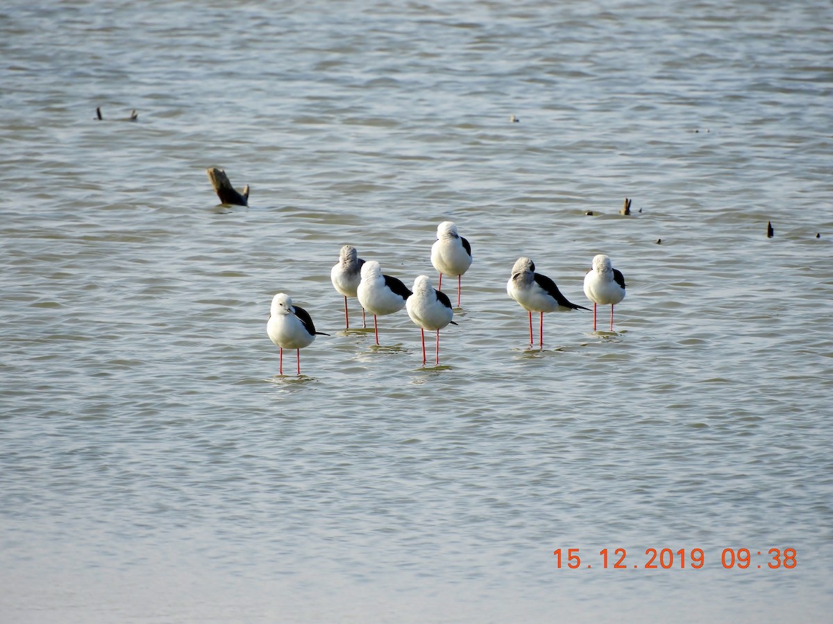 Black-winged Stilt - ML208448661