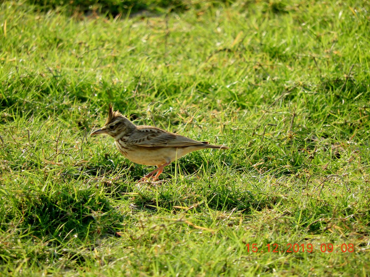 Crested Lark - ML208448801