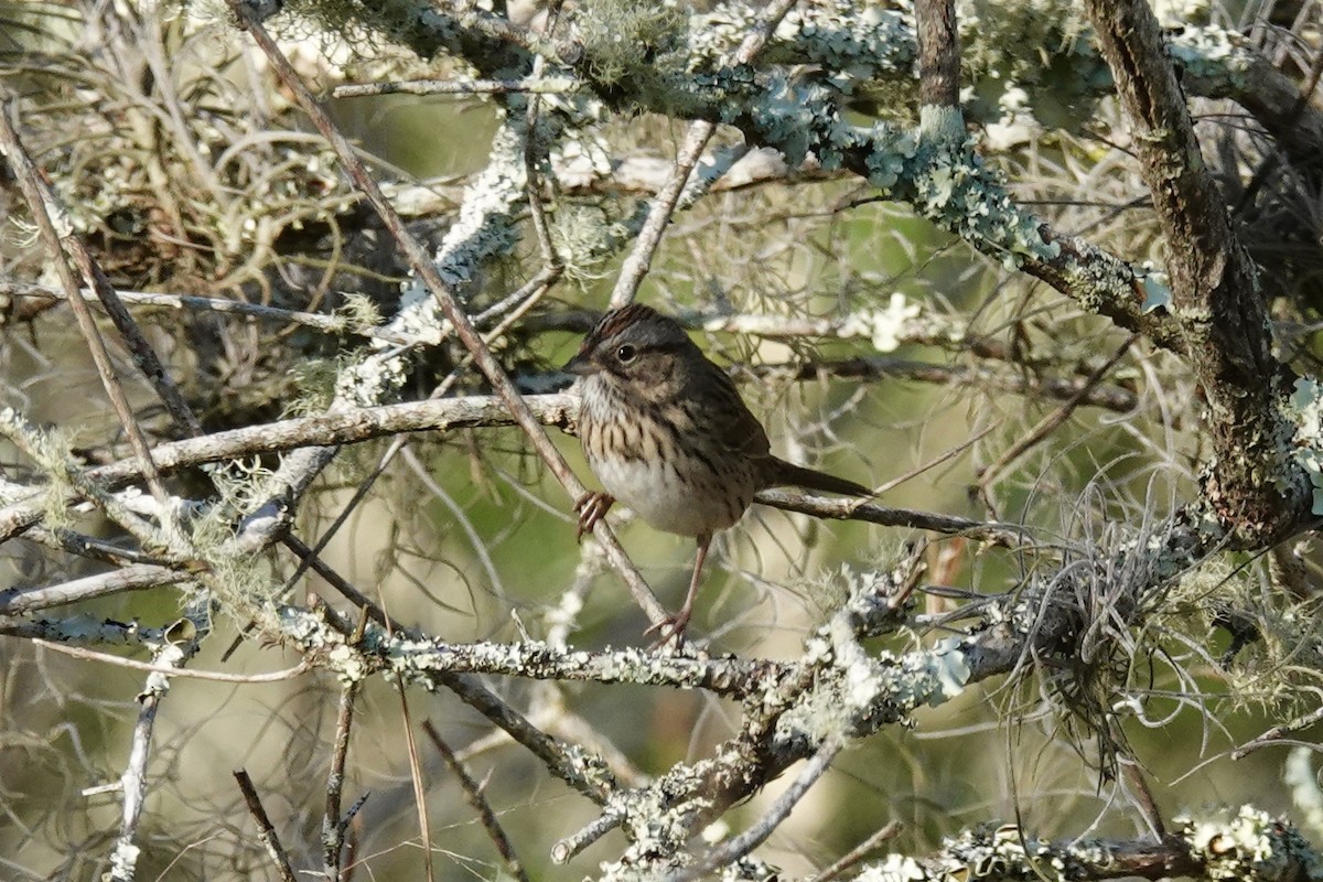 Lincoln's Sparrow - ML208449731