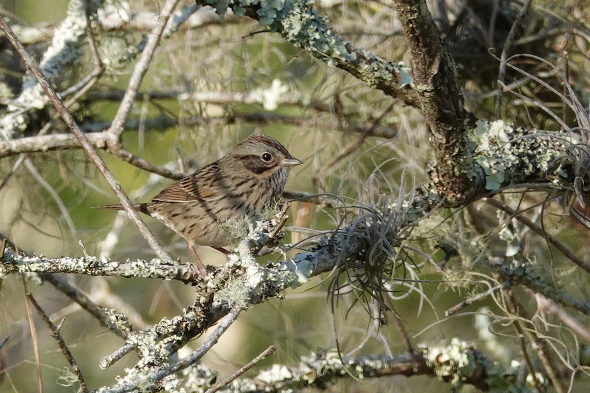 Lincoln's Sparrow - ML208449771