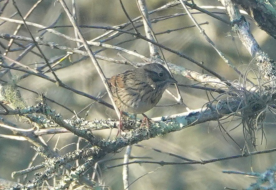 Lincoln's Sparrow - ML208449871