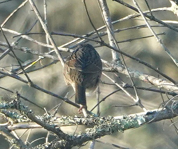 Lincoln's Sparrow - ML208450021