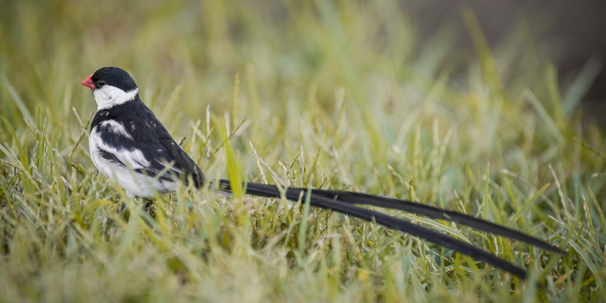 Pin-tailed Whydah - Anonymous