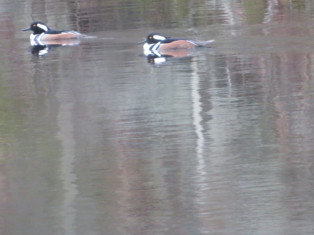 Hooded Merganser - Anne Swaim