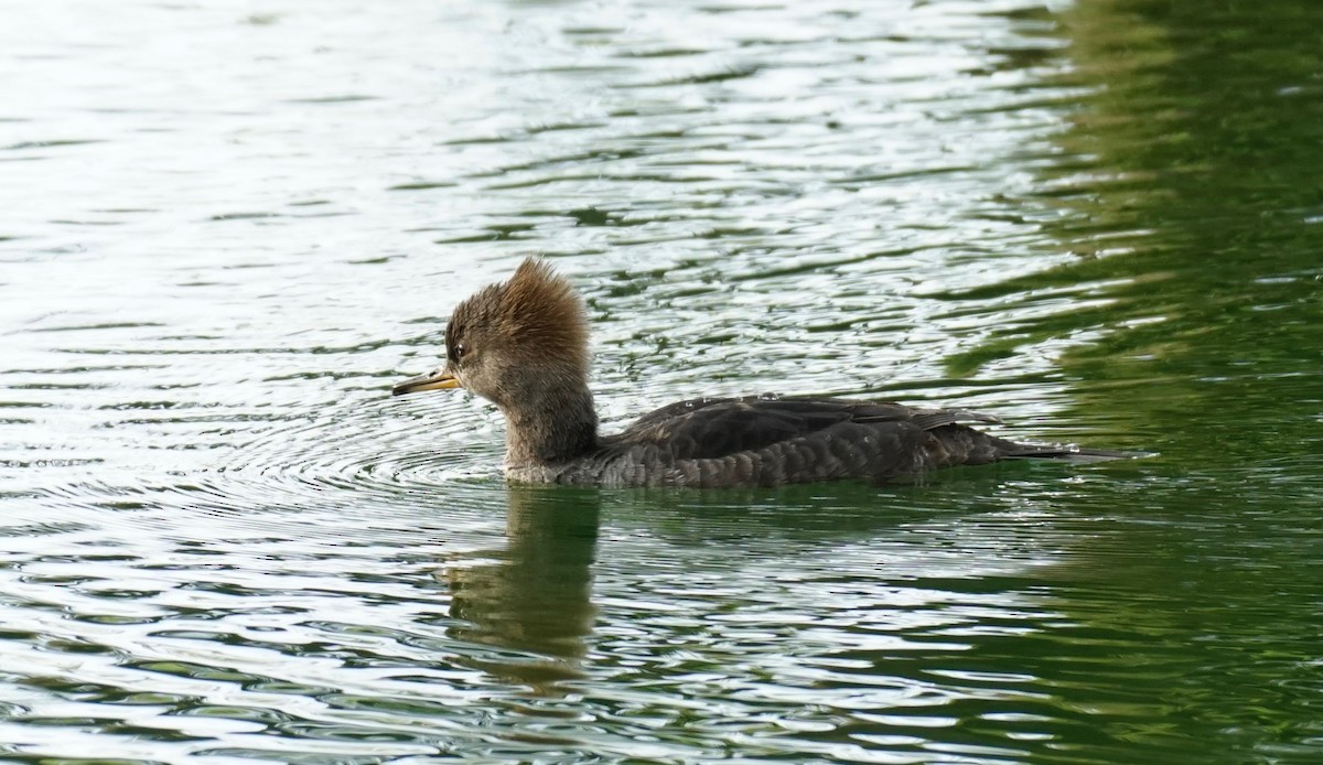 Hooded Merganser - ML208451471