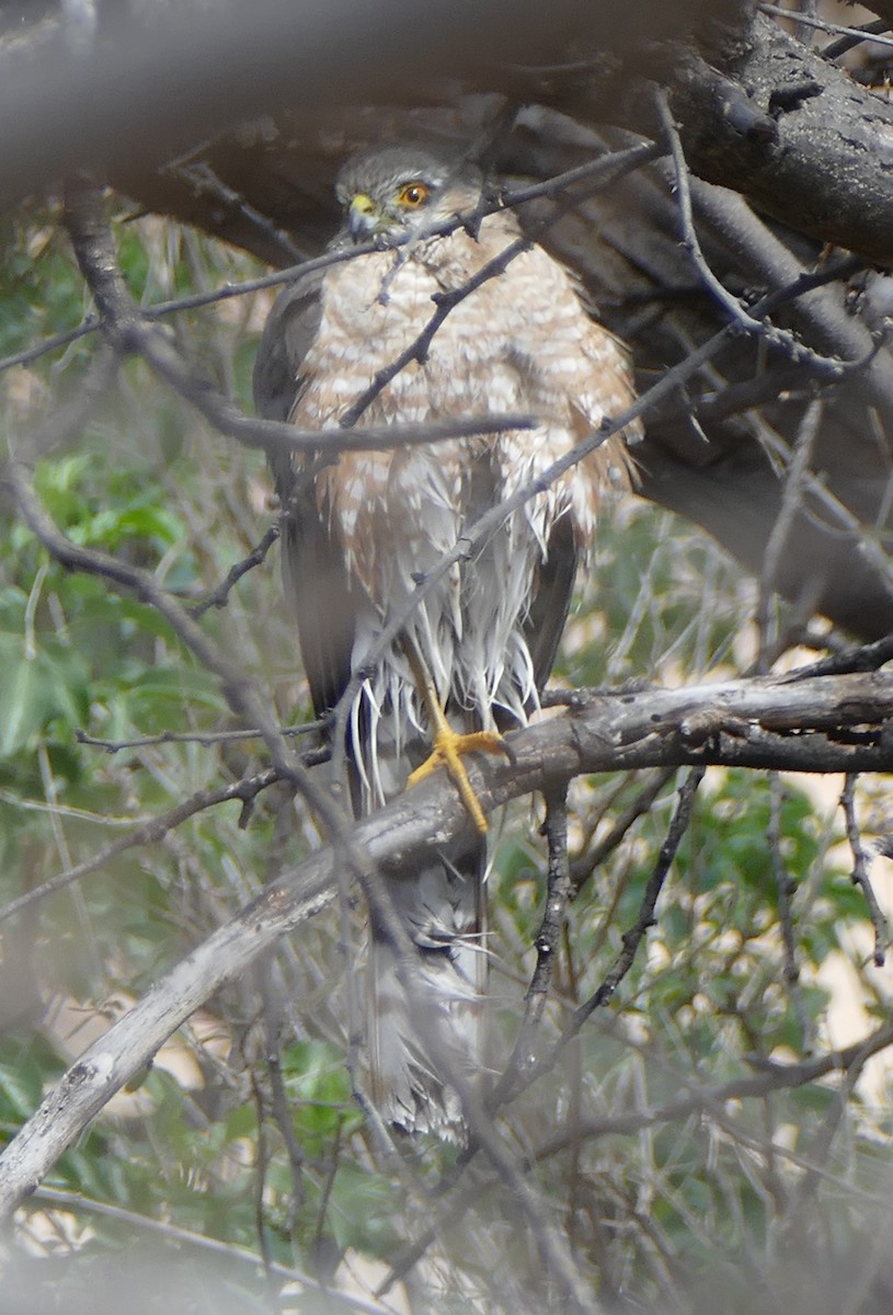 Sharp-shinned Hawk - Carolyn Ohl, cc