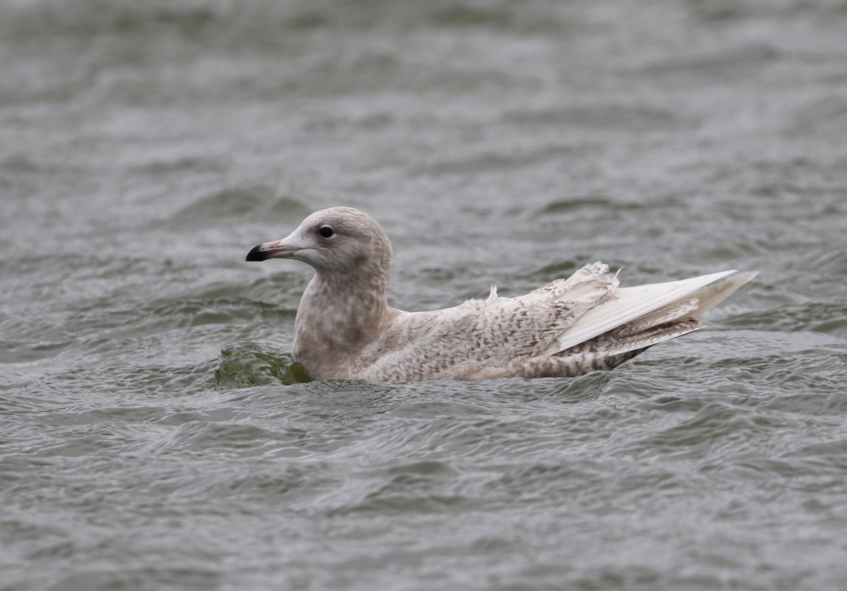 Gaviota Groenlandesa (glaucoides) - ML208453631