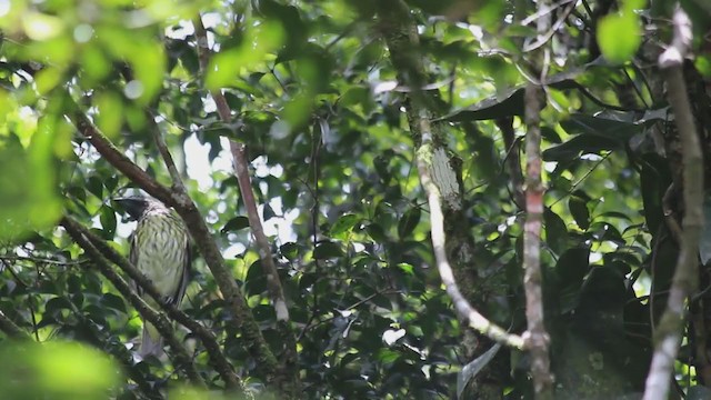 Bare-throated Bellbird - ML208454591