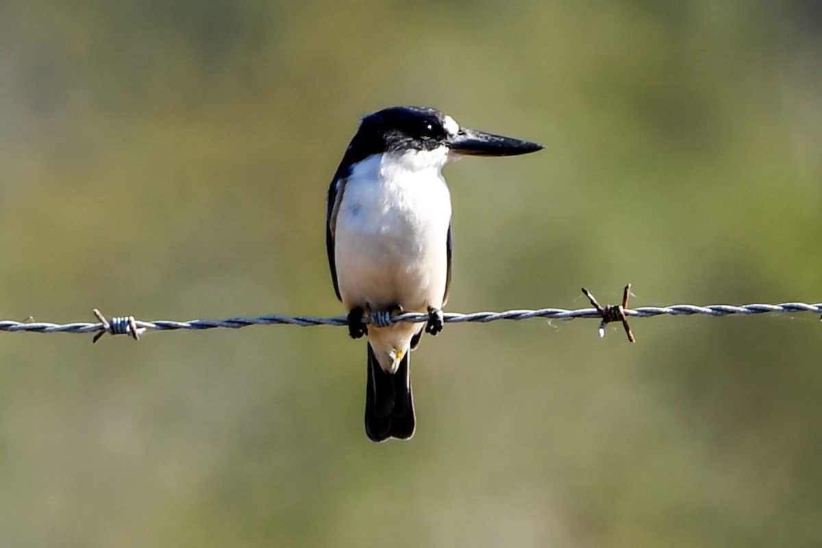 Forest Kingfisher - ML208455541