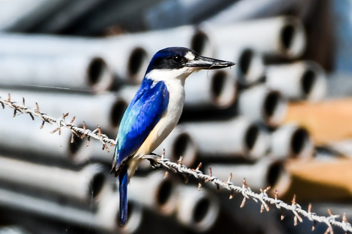 Forest Kingfisher - ML208456631